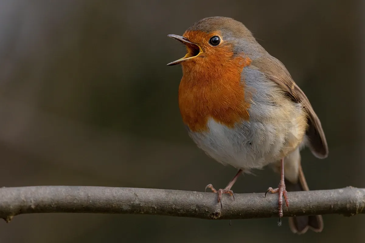 How to Identify British Garden Birds by Song: A Beginner's Audio Guide