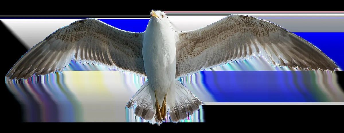 How to Photograph Birds in Flight: Settings, Techniques and Fieldcraft