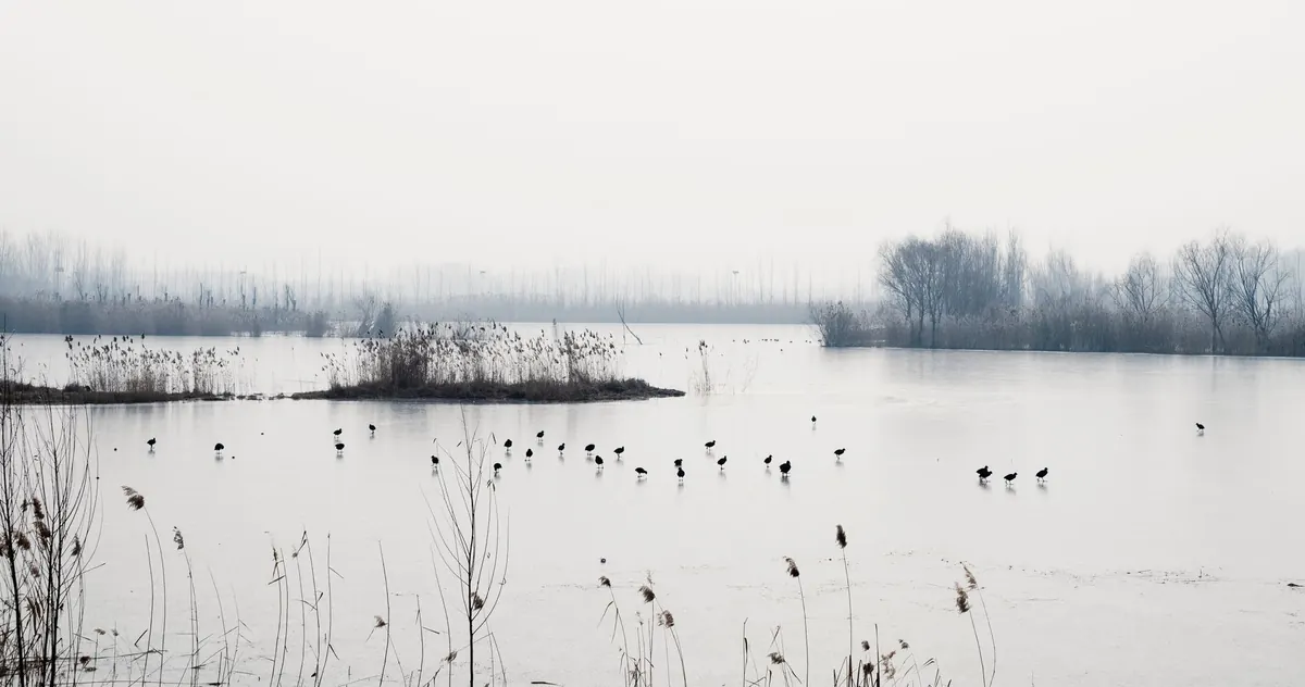 The Best Nature Reserves for Winter Birdwatching in the UK